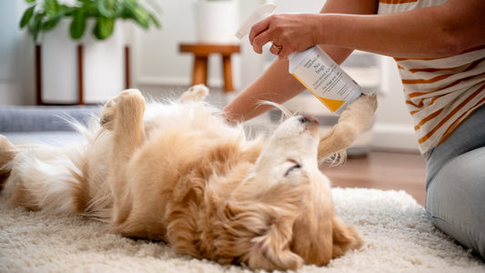 What's Really in Your Dog's Flea Prevention? The Side Effects No One Talks About