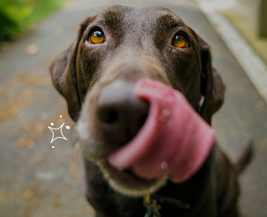 Backyard BBQ Season: Hidden Pet Hazards + How to Prep